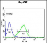 OR2H2 Antibody (C-term)